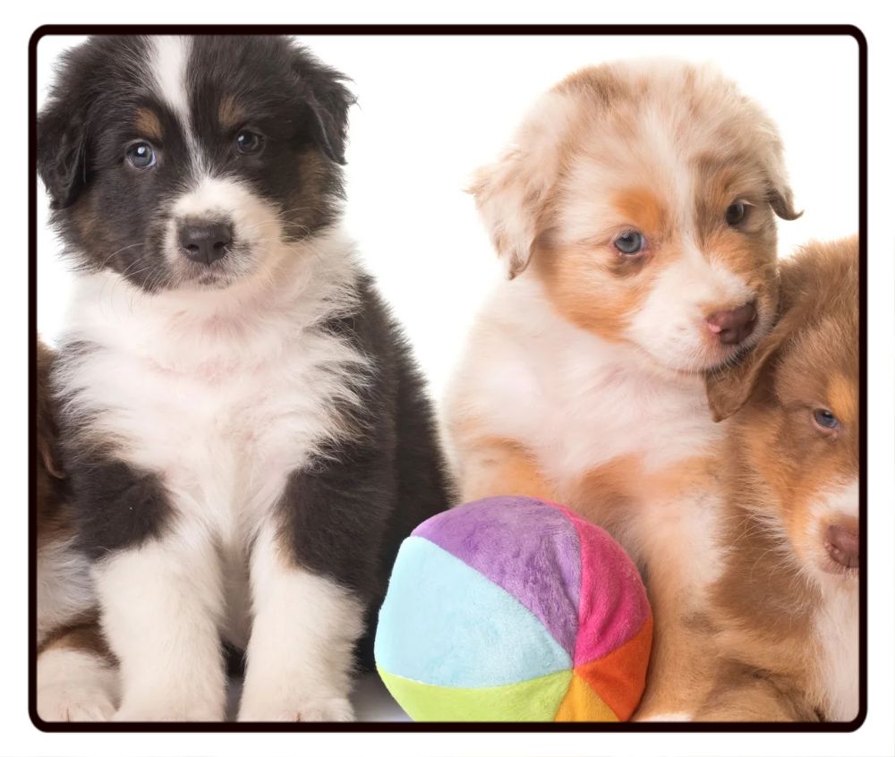 Puppy Desk Mat