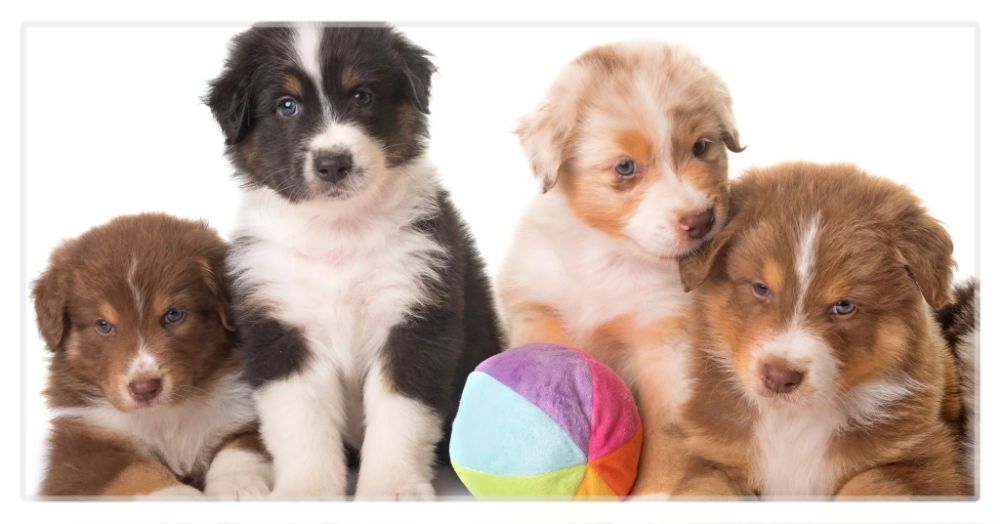 Puppy Desk Mat