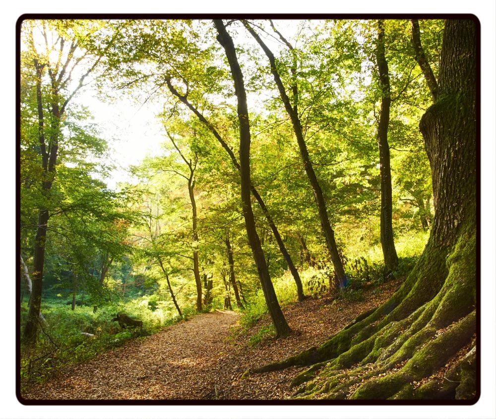 Woodland Desk Mat