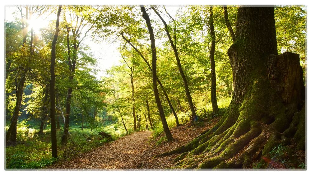 Woodland Desk Mat