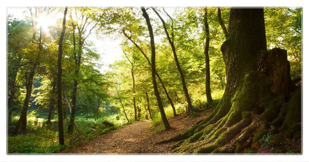Woodland Desk Mat