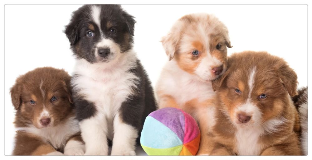 Puppy Desk Mat