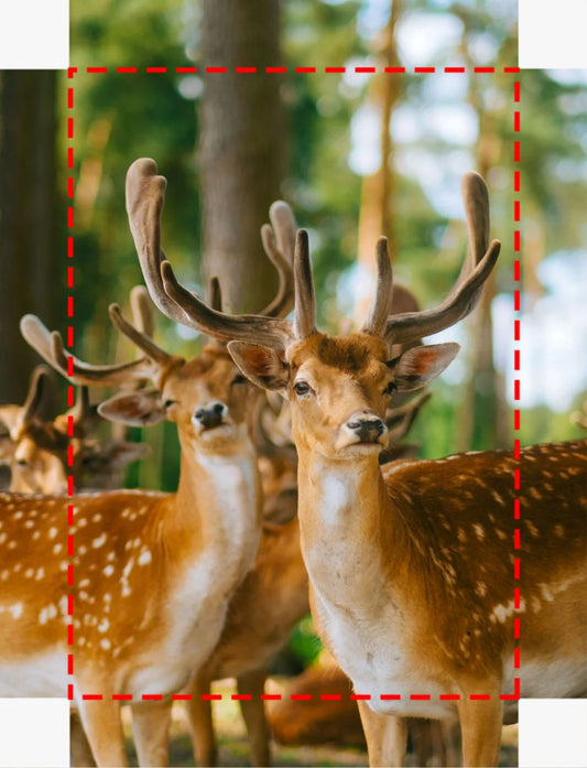 Deer Canvas